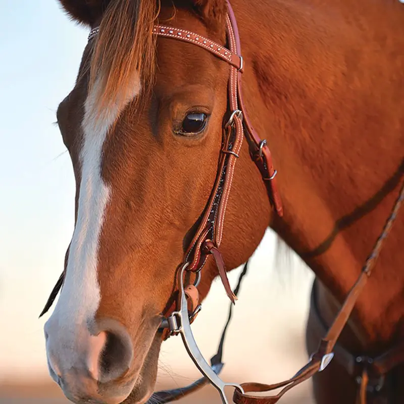 Classic Equine Shoulder Holder Bit