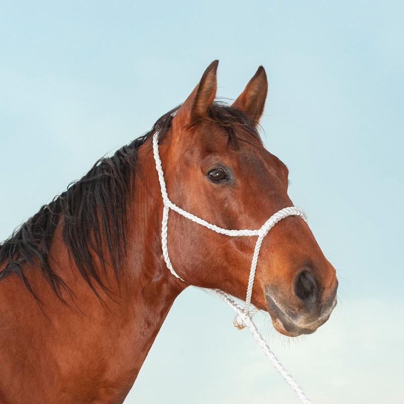White Rope Nose Halter and Leadrope